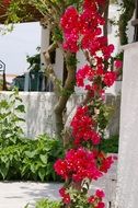 impressive climber bougainvillea