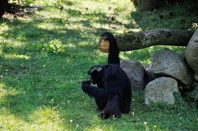 black monkey in the park