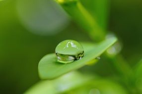 Raindrop on the green leaf