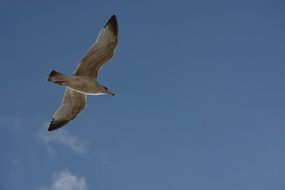 seagull flight in blue sky