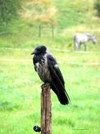 Beautiful colorful crow on the wood