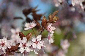 pink flowers on a tree branch in spring