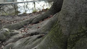 gray tree roots near water