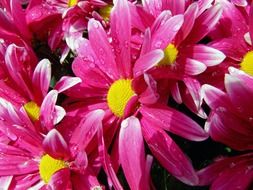 pink marguerite close up