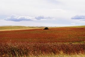 field with brown grass in the countryside