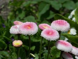 flower nature spring pink