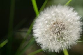 dandelion seed blosso