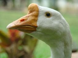 white goose head with beak