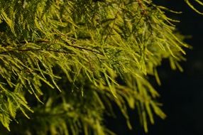 green conifer on a black background