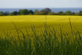 green field of rape
