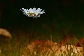 lonely white camomile and autumn foliage