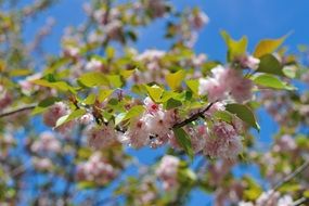 magnificent garden flowers on a blurred background