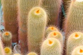 Cactus plants in the desert