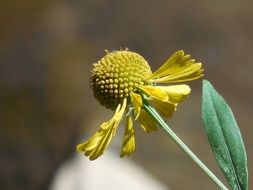 Yellow wildflower in the summer