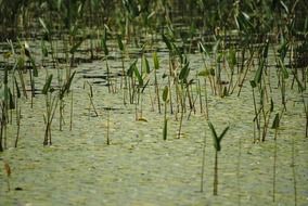 swamp plants in green water