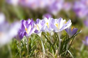 Beautiful violet and white crocus flowers with yellow cores in the beginning spring