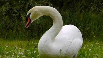 Beautiful, white swan posing on the grass among the colorful flowers