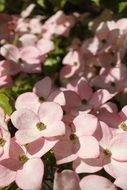 pink dogwood flowers in summer