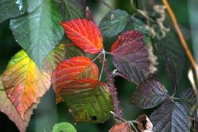 colorful bright autumn foliage close up