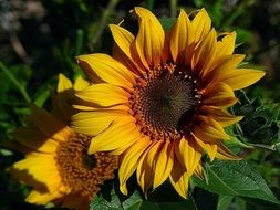 Yellow young sunflowers in nature