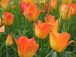 orange and red tulips flowers