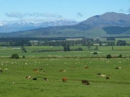 cattle on pasture in New Zealand