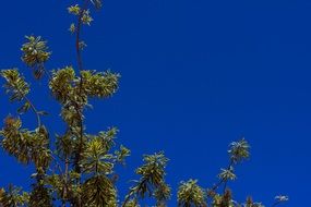 ceu blue sky