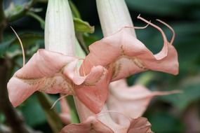 picture of the angel trumpets, south america