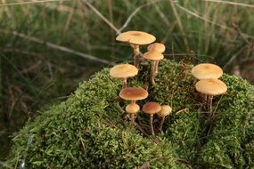 Natural Brown mushrooms on the moss in the forest