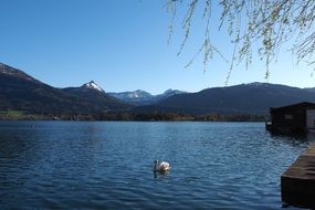 Landscape of the beautiful lake with the bird and mountains with plants