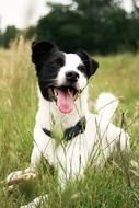 happy dog jack russell
