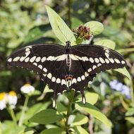 butterfly on a green leaf on a blurred background