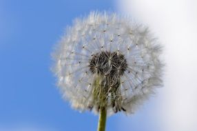 dandelion, white seed head at sky