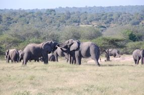 Elephants in the wild nature of the South Africa