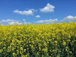 marvelous oilseed rape