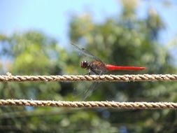 Close-up of the beautiful. red dragonfly on the rope at blurred background with plants