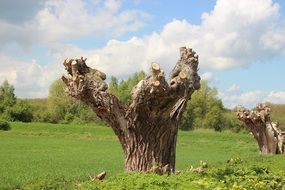 landscape of powerful dry trees in a green meadow
