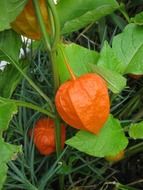 Orange flower in the garden
