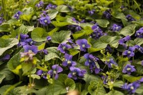 Violet flowers with green leaves on Earth on a blurred background