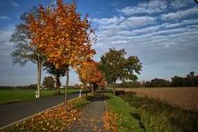 road along autumn trees