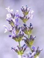 Two flowering lavenders