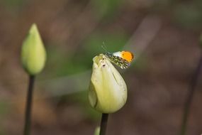 Butterfly on the closed tulip flower