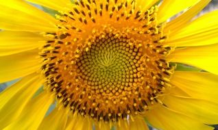 breathtaking sunflower seeds
