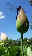amazing beauty lotus and dragonfly