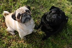 Cute pugs