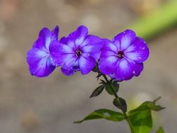 tiny purple flowers close up on a blurred background