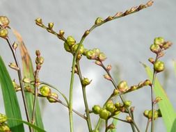 branches with seed capsules close-up