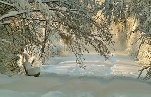 snowy landscape in the forest