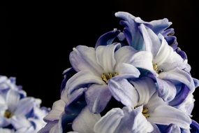 purple wild flower macro