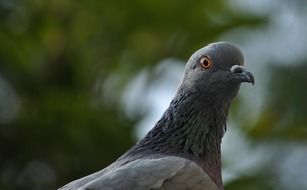 pigeon eye